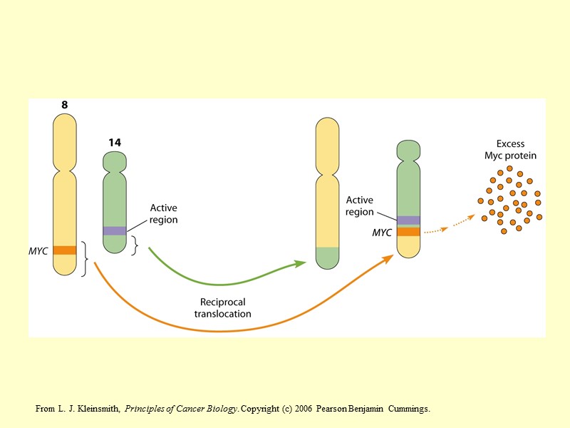From L. J. Kleinsmith, Principles of Cancer Biology. Copyright (c) 2006 Pearson Benjamin Cummings.
